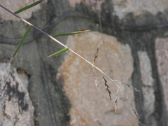 Cleistogenes