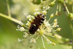 Stratiomys badia