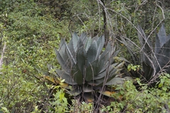 Agave