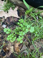 Cardamine flexuosa
