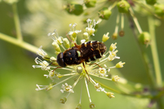 Stratiomys badia