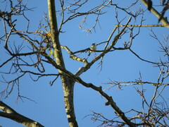 Setophaga coronata