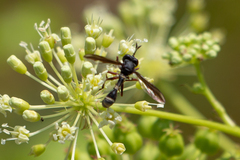 Physocephala furcillata