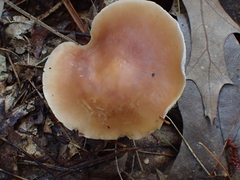 Gymnopus dryophilus
