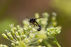 Physocephala furcillata
