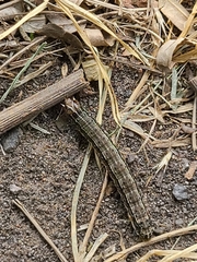 Spodoptera frugiperda