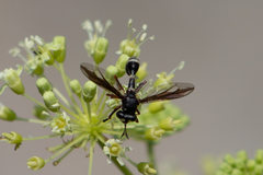 Physocephala furcillata