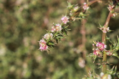 Salsola kali