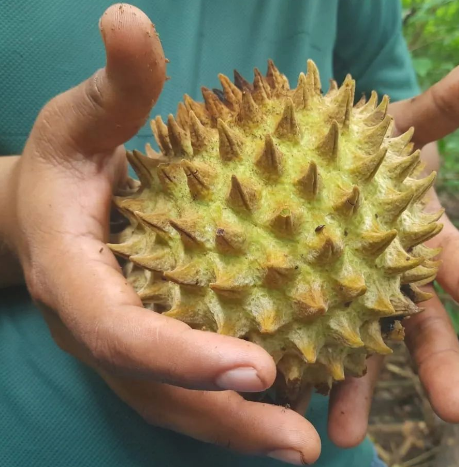 Annona purpurea - Whole tree