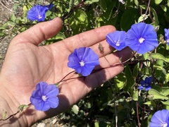 Jacquemontia abutiloides