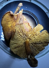 Phaeomarasmius proximans