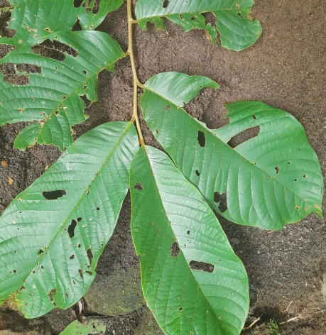 Annona purpurea - Leaves