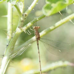 Lestes sigma