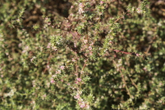 Salsola kali