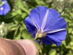 Jacquemontia abutiloides