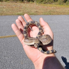 Pituophis melanoleucus mugitus