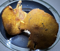 Phaeomarasmius proximans