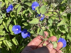 Jacquemontia abutiloides