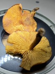 Phaeomarasmius proximans