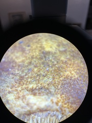 Phaeomarasmius proximans