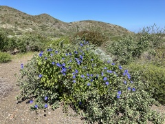 Jacquemontia abutiloides
