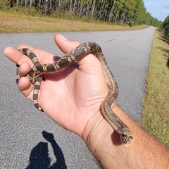 Pituophis melanoleucus mugitus