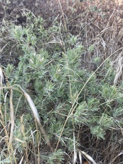 Cordylanthus rigidus