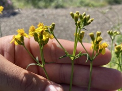 Coreocarpus dissectus