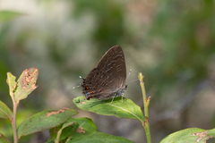 Satyrium liparops