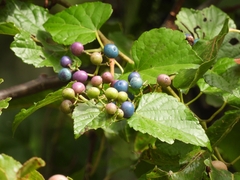 Ampelopsis cordata