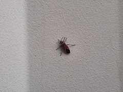 Neacoryphus bicrucis