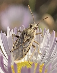 Stictopleurus viridicatus