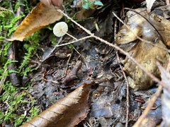 Mycetinis scorodonius