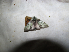 Macrurocampa marthesia