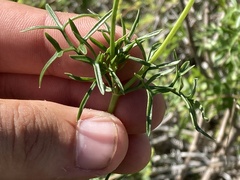 Coreocarpus dissectus