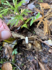 Mycetinis scorodonius