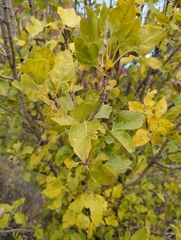 Fraxinus anomala