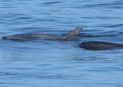Tursiops truncatus