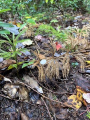 Mycetinis scorodonius