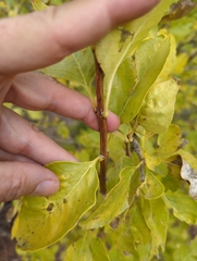 Fraxinus anomala