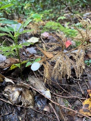 Mycetinis scorodonius