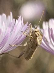 Stictopleurus viridicatus