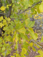 Fraxinus anomala
