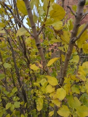Fraxinus anomala