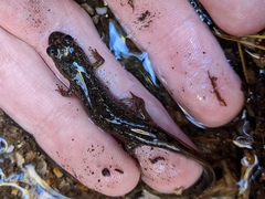 Caudata