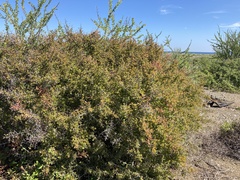 Castela peninsularis