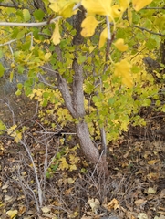 Fraxinus anomala