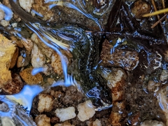 Caudata