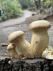 Gymnopilus ventricosus