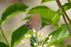 Satyrium liparops